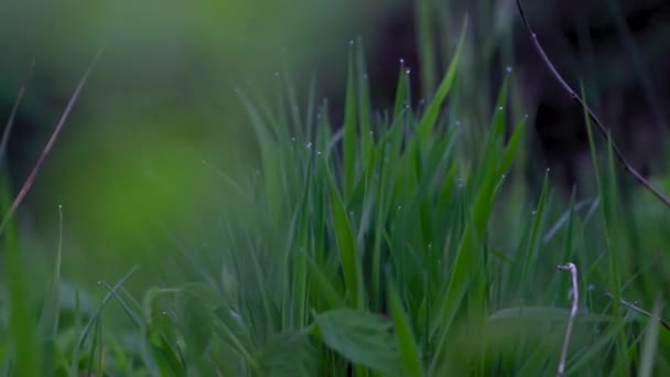 Grönt Gräs Med Daggdroppar — Stockvideo