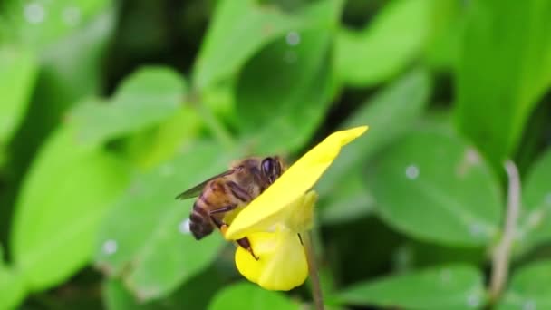 蜜蜂在美丽的黄色花朵上 自然界中的植物 — 图库视频影像