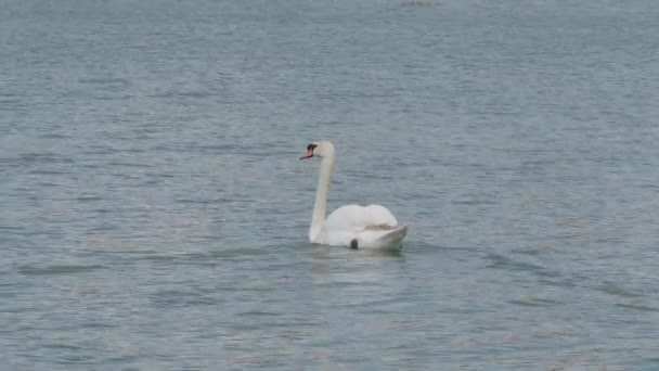 Belo Cisne Branco Nadando Torno Corpo Calmo Água Tiro — Vídeo de Stock