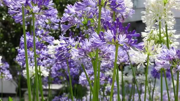 Fiori Blu Viola Della Lavanda Bellissimo Sfondo Primavera — Video Stock