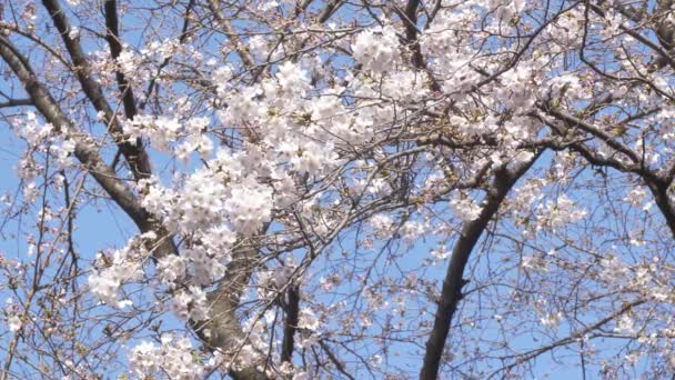 Belles Fleurs Fleurs Cerisier Flore Printanière — Video
