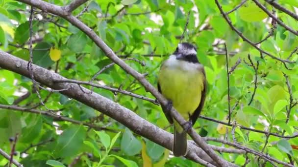 Closeup Shot Great Kiskadee — Stock Video