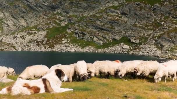 Pâturage Des Moutons Montagne — Video