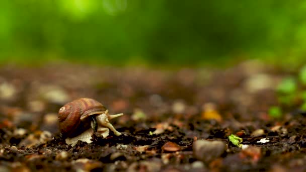 Closeup Shot Snail Crawling — Stock Video