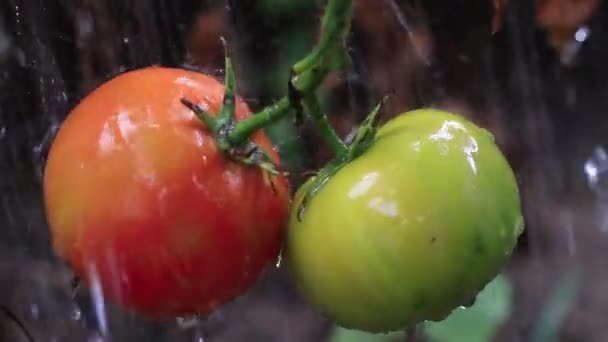 Φρέσκες Ντομάτες Που Καλλιεργούνται Εξωτερικούς Χώρους Καλοκαιρινή Ιδέα Κοντινή Θέα — Αρχείο Βίντεο