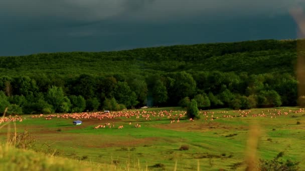 Beautiful Landscape Sheep Grazing Field — Stock Video