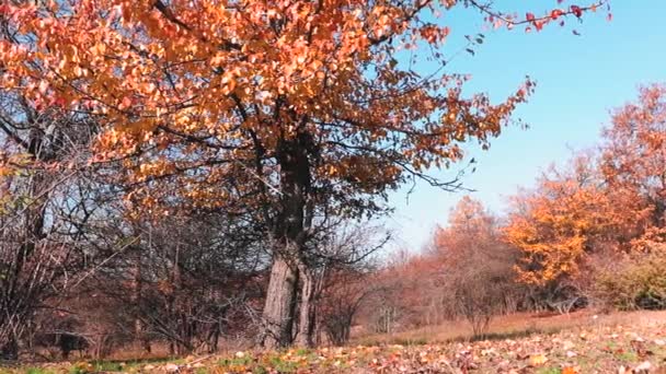 Güzel Kırmızı Mavi Yapraklı Sonbahar Manzarası Bulanık Arka Planda Ağaçlar — Stok video