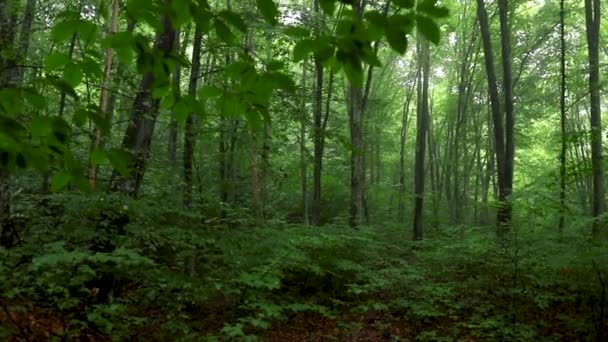 Bosque Verde Por Mañana — Vídeos de Stock