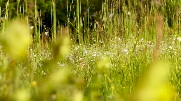 Hierba Verde Jardín — Vídeos de Stock