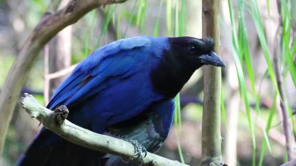 Oiseau Est Assis Sur Une Branche Arbre — Video