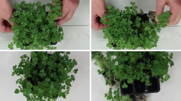 Gardener Taking Parsley Seedling Pot — Stock Video
