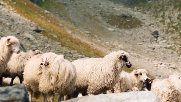 Pâturage Des Moutons Montagne — Video