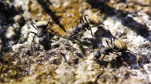 Primer Plano Hormigas Trabajando Alrededor Del Nido — Vídeos de Stock