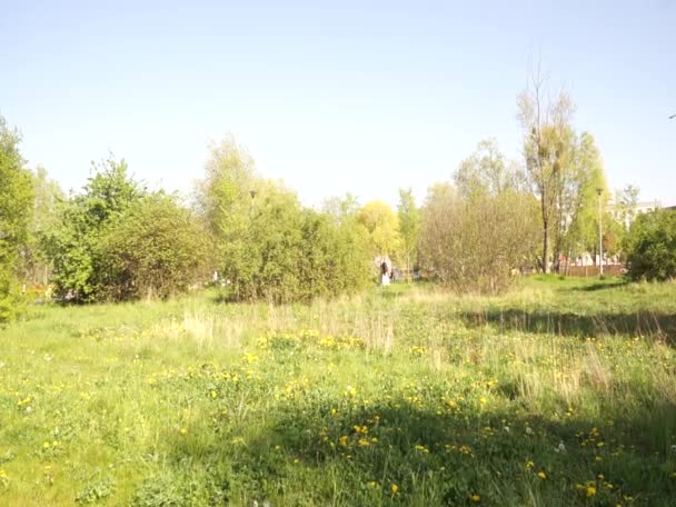 Bellissimo Paesaggio Primaverile Con Erba Verde — Video Stock