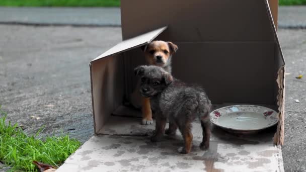 Lindo Abandonado Cachorros Caja Aire Libre — Vídeos de Stock