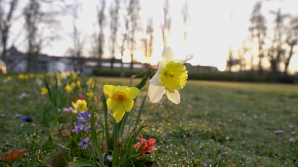 Vackra Blommor Trädgården — Stockvideo