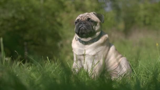 Собака Траві — стокове відео