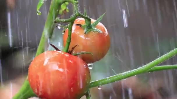 Tomates Frescos Creciendo Aire Libre Concepto Verano Vista Cercana — Vídeos de Stock