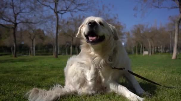 Портрет Милого Собаки — стокове відео