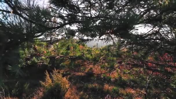 公園内の緑の森 — ストック動画