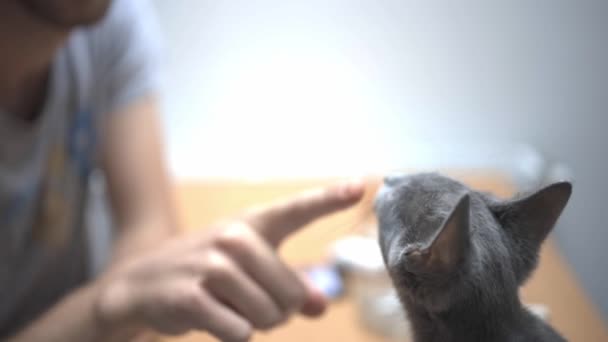 一个1080P的视频 一个家伙拍拍他的猫的鼻子 然后摸它 — 图库视频影像