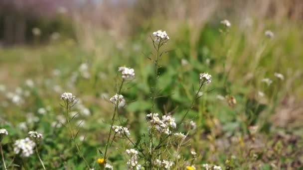 Belles Fleurs Dans Jardin — Video