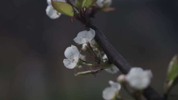 Bir Ağaçta Çiçek Açan Bahar Tomurcukları — Stok video