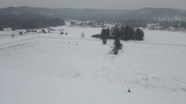 Vinterlandskap Med Snötäckta Träd — Stockvideo