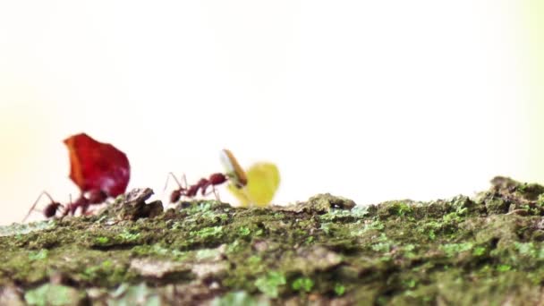 Group Cutter Ants Leaves — Stock Video