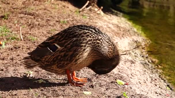 Zwarte Eenden Het Water — Stockvideo