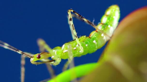 Närbild Insekter — Stockvideo