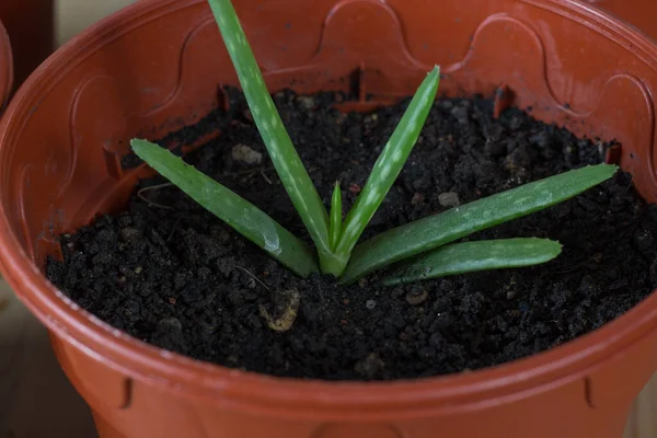 Een Prachtig Shot Van Een Groene Bloeiende Plant Groeiend Een — Stockfoto