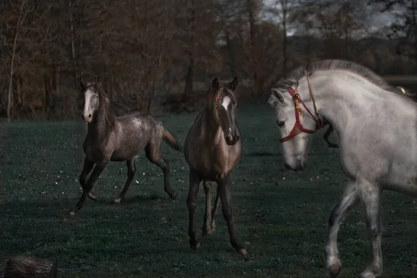 Beau Plan Chevaux Courant Sur Paysage Verdoyant — Photo