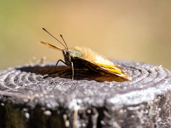 Asijský Motýl Čárka Pařezu Stromu — Stock fotografie