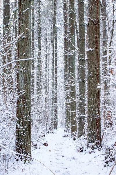 Tiro Vertical Árvores Congeladas Uma Floresta Inverno Coberta Neve — Fotografia de Stock