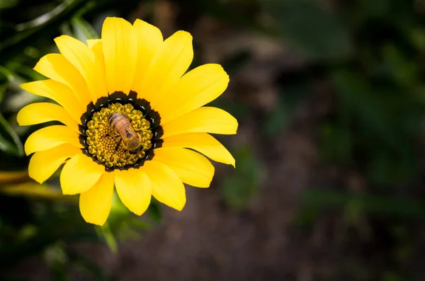 Eine Draufsicht Einer Biene Die Auf Einer Blume Sitzt Und — Stockfoto