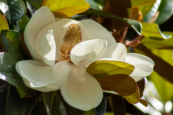 Eine Nahaufnahme Weißer Magnolienblüten Sonnenlicht — Stockfoto