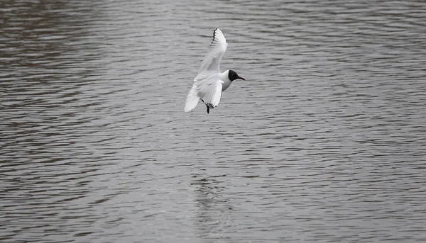 Une Belle Mouette Tête Noire Sur Mer — Photo