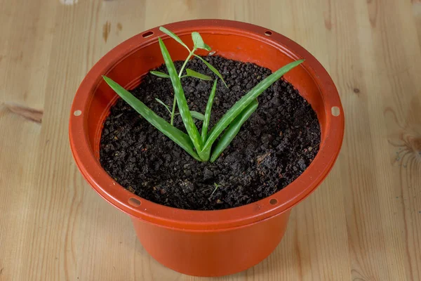 茶色の鍋に成長する緑の開花植物のトップビューのショット — ストック写真