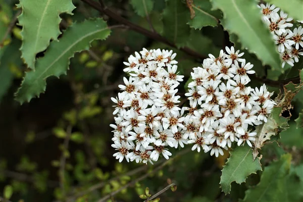 Gros Plan Fleurs Blanches Une Plante Sauvage — Photo