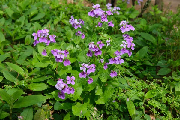 Крупный План Маленьких Фиолетовых Цветов Растущих Лесу — стоковое фото