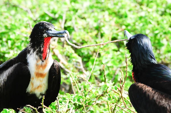 Galapgagos Insel Rotkehl Fregattvögel Während Der Paarungszeit — Stockfoto