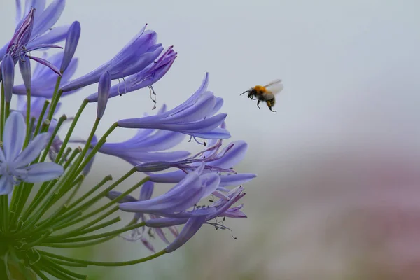 Primer Plano Una Abeja Volando Flores Agapanthus Azul Para Recolección — Foto de Stock