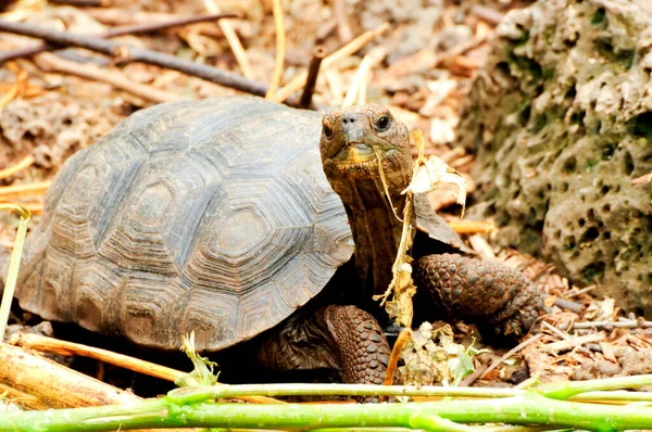 Jättesköldpadda Eller Sköldpadda Från Galapagos Ecuador — Stockfoto