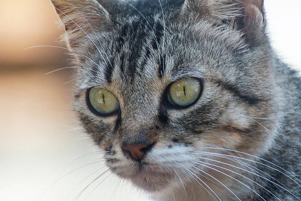 Nahaufnahme Einer Flauschigen Katze Die Mit Ihren Grünen Augen Starrt — Stockfoto