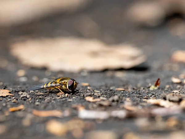 Tiro Macro Hoverfly Chão — Fotografia de Stock