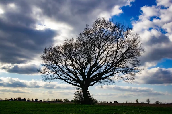 Una Silueta Gran Árbol Bajo Cielo Nublado Noche — Foto de Stock