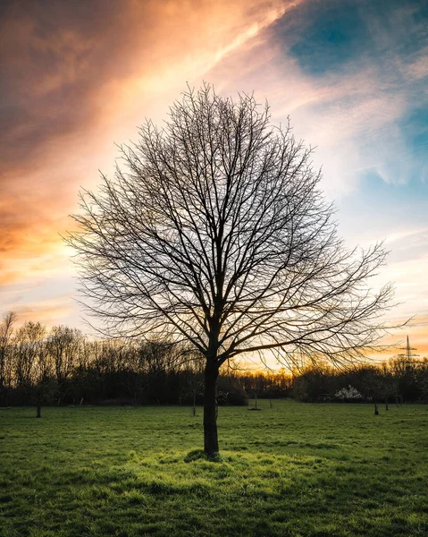 배경에 하늘을 배경으로 외로운 나무의 — 스톡 사진
