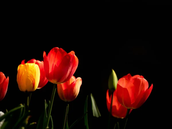 Tulipa Flores Início Primavera Sol Brilhar Solo Preto — Fotografia de Stock