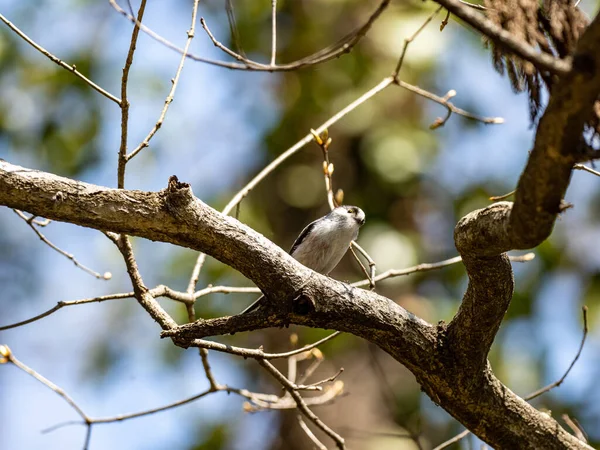 Long Tailed Tit Perched Tree Branch — 图库照片